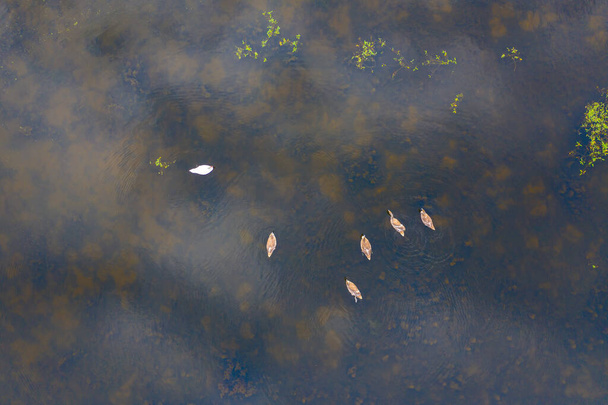 Un par de cisnes blancos en la foto del dron aéreo del lago - Foto, Imagen