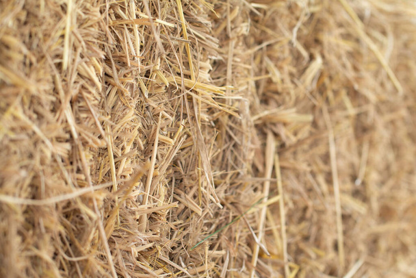 Soft focus of dry straw texture. - Photo, Image