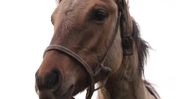 Cavallo bruno argentino al pascolo in un campo in Patagonia, Sud America - Filmati, video