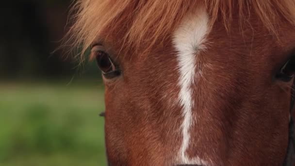Аргентинская коричневая лошадь пасущаяся на поле в Патагонии, Южная Америка - Кадры, видео