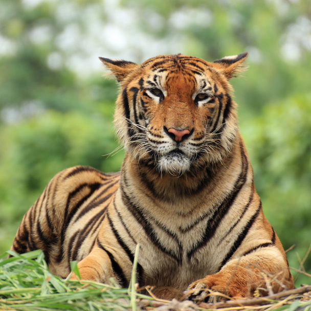 bengáli tigris  - Fotó, kép