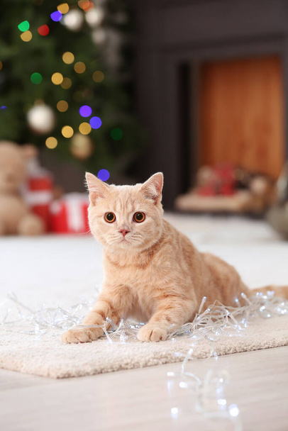 Милий смішний кіт вдома напередодні Різдва
 - Фото, зображення