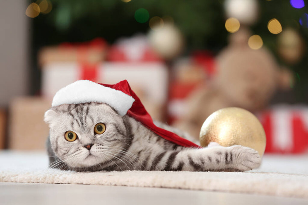 かわいいです面白い猫でサンタ帽子ホーム上のクリスマス前夜 - 写真・画像