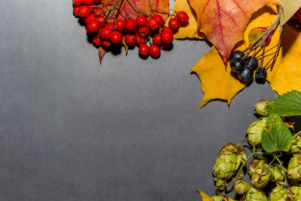 Yellow and red autumn leaves on a dark gray background. Autumn composition for design. - Photo, image