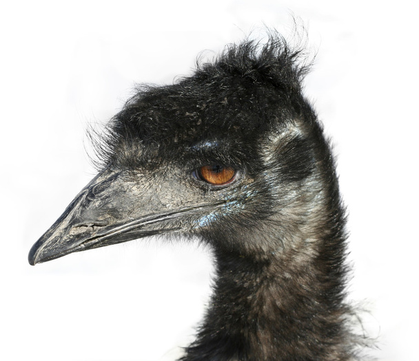 EMU gözler - Fotoğraf, Görsel