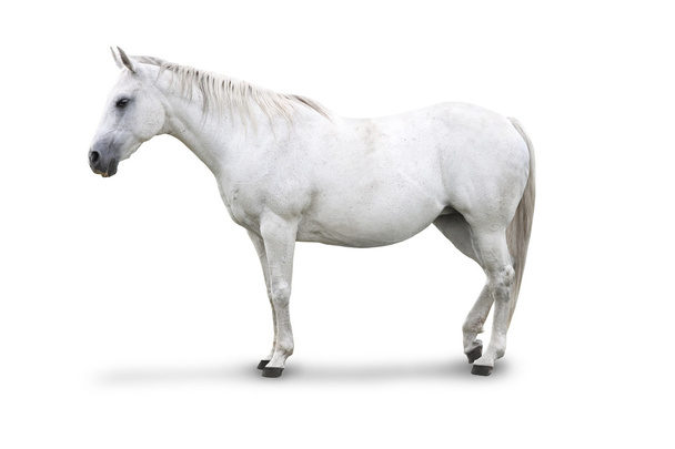 Белая лошадь
 - Фото, изображение