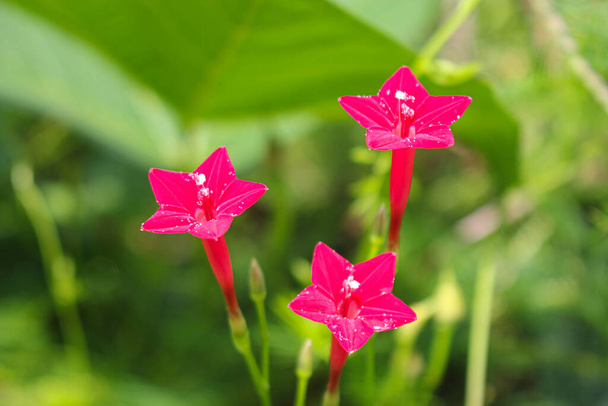 krásný květ pozadí růžová květina hvězda květ backgound obrázek  - Fotografie, Obrázek