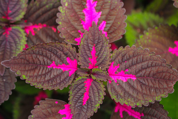 beautyful leaves,Multi colored leaves pink,purple and green color leaves growing in garden - Photo, Image