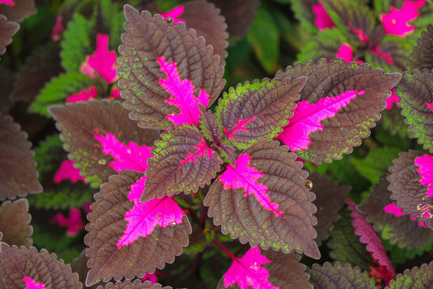 beautyful leaves,Multi colored leaves pink,purple and green color leaves growing in garden - Photo, Image