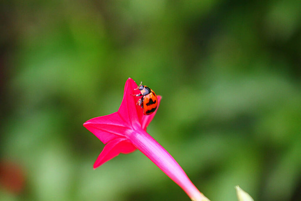 όμορφη Ladybug στηρίζεται σε ένα λουλούδι Grass, θολή εικόνα φόντου - Φωτογραφία, εικόνα