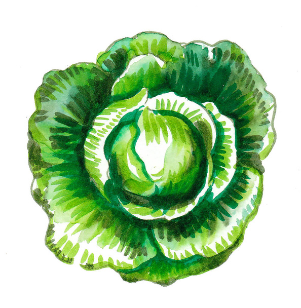 Cabbage vegetable head. Ink and watercolor drawing - Foto, Imagen
