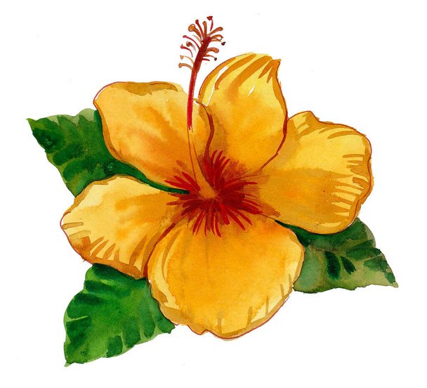 Flor de hibisco amarillo sobre fondo blanco. Pintura acuarela - Foto, Imagen