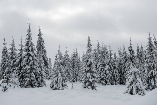 Winter landscape with snow covered fir trees. Christmas postcard concept - Fotó, kép