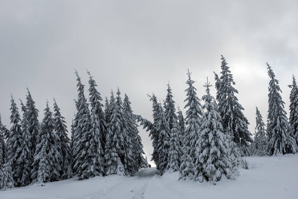 Новогодний и рождественский фон с зимними деревьями в горах, покрытыми снегом - Фото, изображение