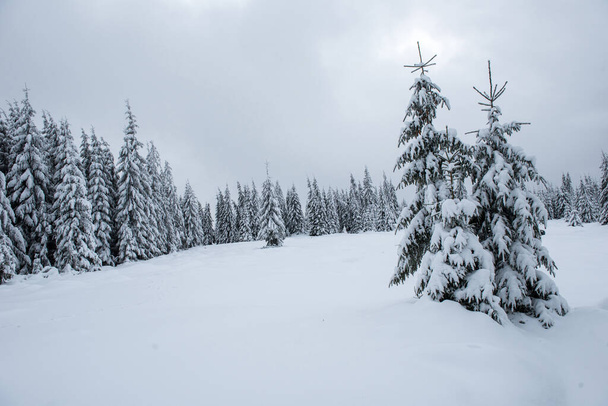 Winter trees in mountains covered with fresh snow - Foto, immagini