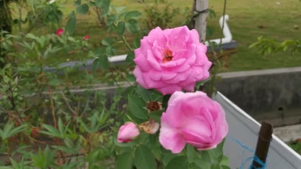 footage of the beautiful pink rosa chinensis jacq flower - Footage, Video