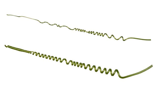Liane tordue, Printemps de la vigne vert frais isolé sur fond blanc, chemin de coupe - Photo, image