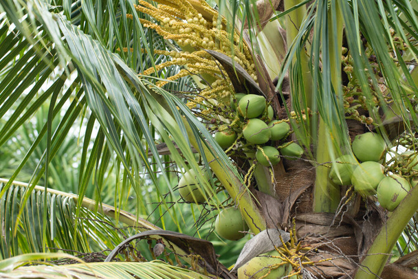 Букет з сирого зеленого кокосового горіха на рослині
. - Фото, зображення