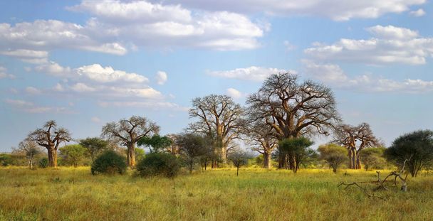 τοπίο με ένα δέντρο baobab - Φωτογραφία, εικόνα