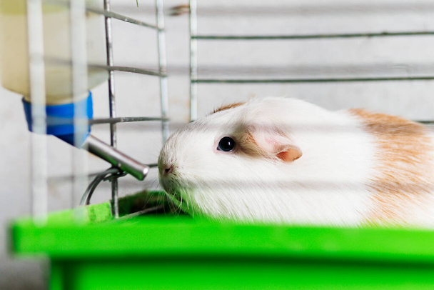 Light colored Guinea pig sitting in a cage - Photo, Image