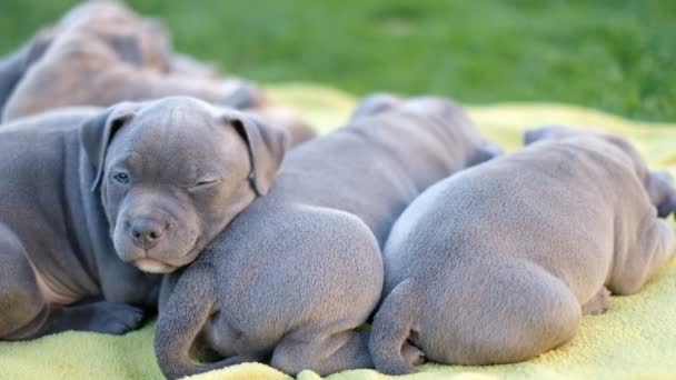 Crescere cuccioli bulli americani. Dormire nel cortile sull'erba di diversi cuccioli di bulli carino e piccolo blu. - Filmati, video