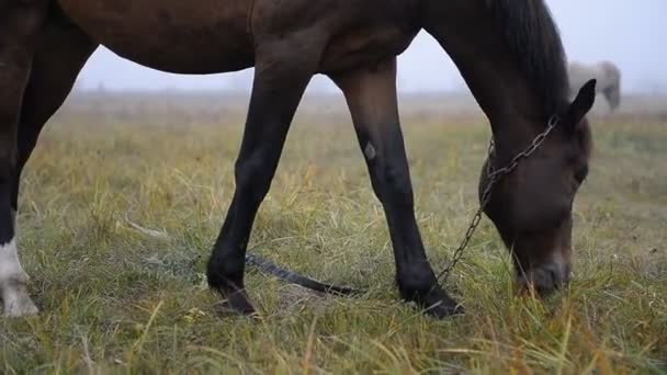 Um belo cavalo marrom pastoreia em um prado no outono em uma manhã nebulosa. Em uma manhã de outono nebulosa, o cavalo está comendo grama no campo. - Filmagem, Vídeo