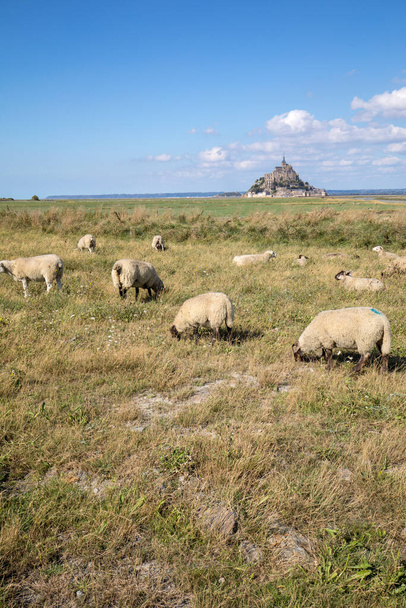 Una bandada de ovejas pastando en los prados salados cerca de la isla de marea del Mont Saint-Michel bajo un cielo azul veraniego. Le Mont Saint Michel, Francia - Foto, imagen