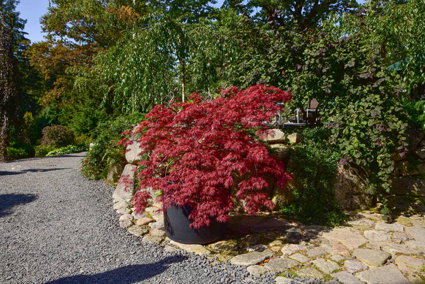 Un bellissimo magnifico acero giapponese rosso nel giardino giapponese. - Foto, immagini