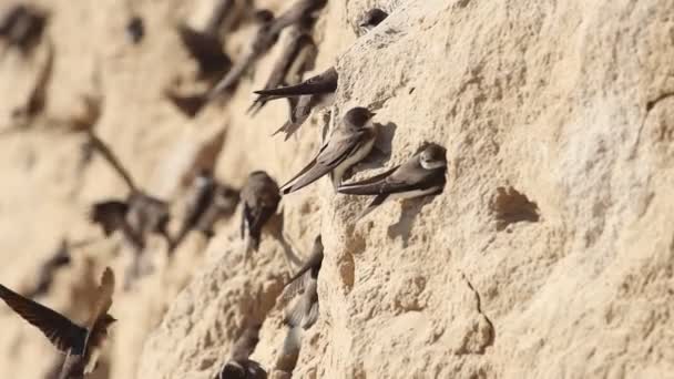 sand martins dig holes in the cave slope - Footage, Video