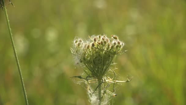 Wild flower seeds surrounded by cobwebs grow on dry stem on green background, farming. Wild plants in summer meadow - Footage, Video