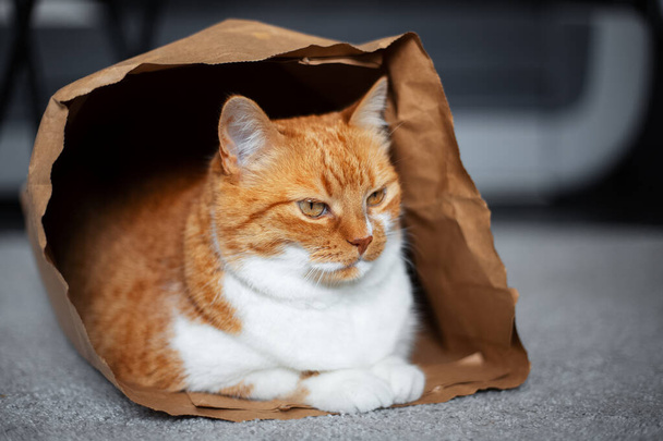 エコペーパーバッグの床に横たわる、赤白い猫の肖像画. - 写真・画像