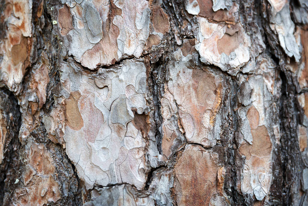 Zbliżenie kory sosny, detal pnia drzewa, naturalne tło - Zdjęcie, obraz