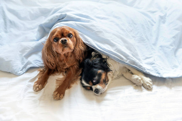 Kaksi söpö koira sängyssä, peiton alla - Valokuva, kuva