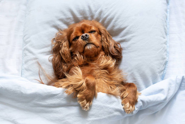 Gelukkige hond slaapt op het kussen onder de dekens - Foto, afbeelding