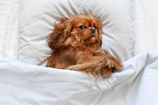 Two cute dog in bed, under covers - Foto, afbeelding