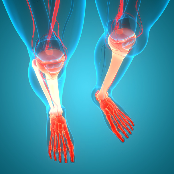Человеческая скелетная система большеберцовая кость и малоберцовые кости суставы анатомия. 3D - Фото, изображение