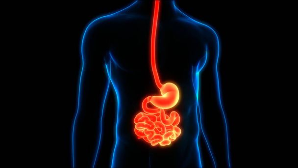 Anatomia do estômago do sistema digestivo humano. 3D - Foto, Imagem