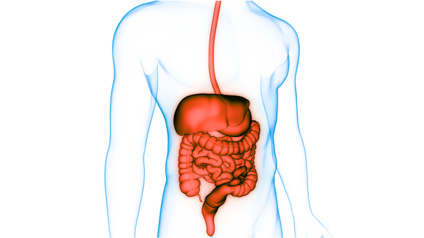 Anatomía del sistema digestivo humano. 3D - Foto, imagen