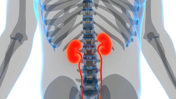 Weibliche Nieren mit Harnblasenanatomie. 3D - Foto, Bild