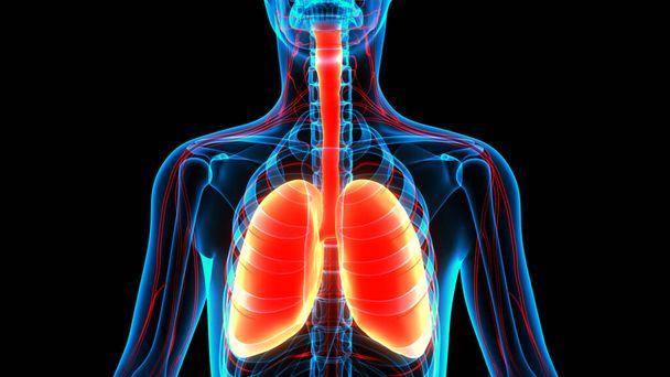 Ihmisen hengityselinten 3D-käsite Keuhkot Anatomia - Valokuva, kuva