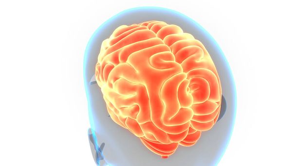 Az emberi idegrendszeri agy anatómiájának központi szerve. 3D - Fotó, kép