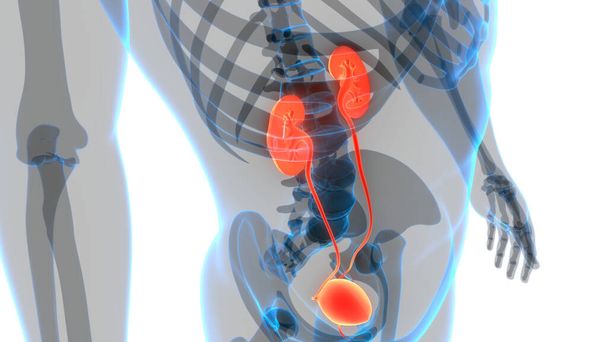 膀胱解剖学的構造を持つ女性の尿系腎臓.3D - 写真・画像