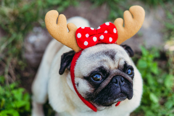 Pug. Portrait of a dog in a headdress in the form of deer horns. - Foto, afbeelding