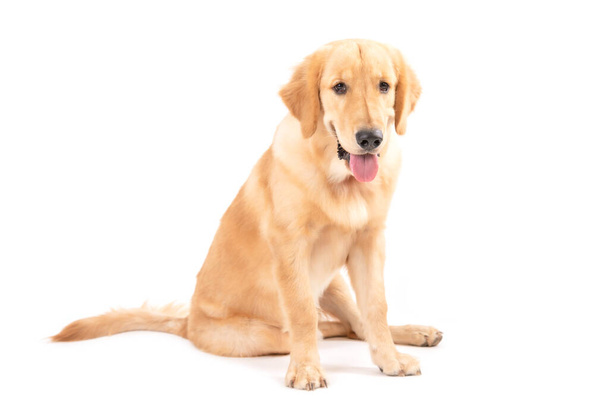 Portrait 7 months brown dog (Golden Retriever) isolated on white background. For animal concept - Foto, Imagem