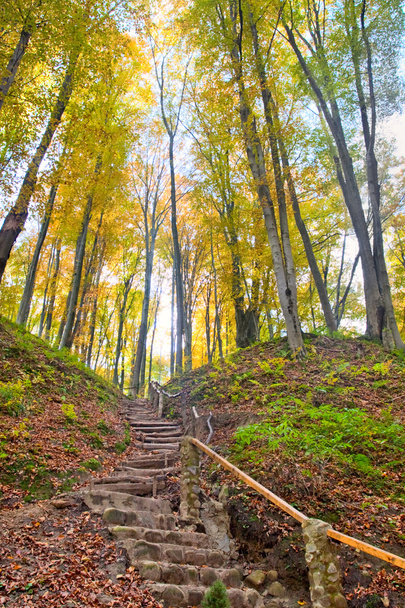 Stairs on a hill in an autumnal forest - Foto, Bild
