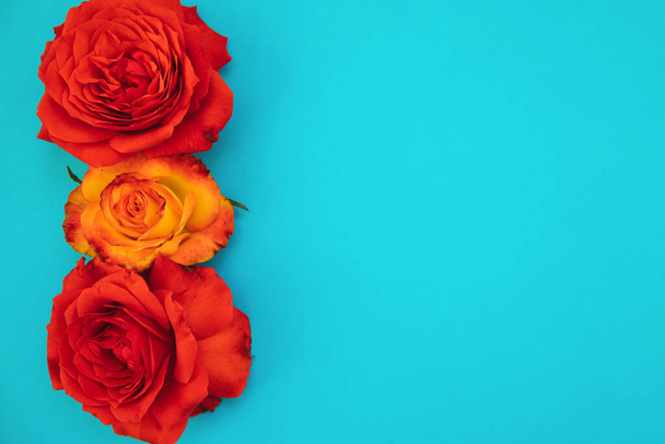 Two red and one yellow roses on a blue background.Holiday gift. Beautiful flower.A gift for March 8 and mother's day.Holiday background. - Foto, Imagem