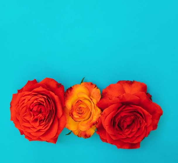 Two red and one yellow roses on a blue background.Holiday gift. Beautiful flower.A gift for March 8 and mother's day.Holiday background. - Zdjęcie, obraz