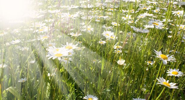 veld bloemen - Foto, afbeelding