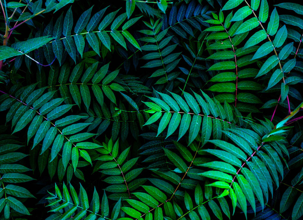 Colorful fern leaves on black background - Photo, Image