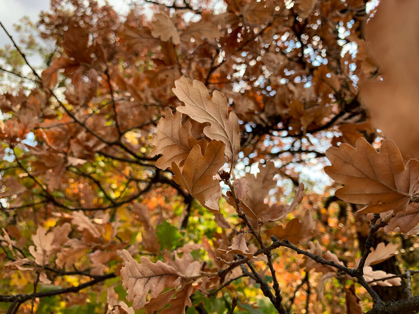 Sluiten bruine eiken bladeren op eiken tak in het begin van de herfst - Foto, afbeelding